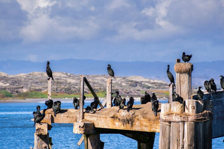 Cormorants sitting on a wooden platform