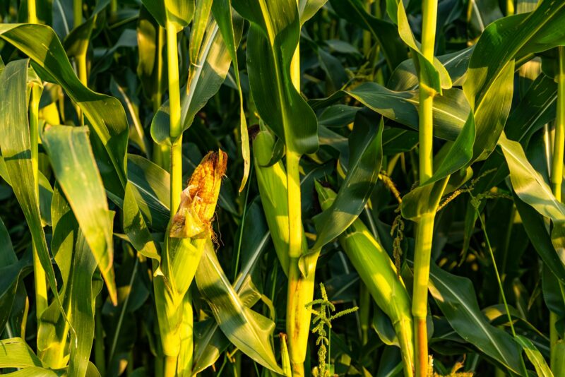 Corn (maize) field closeup