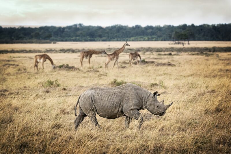 Critically Endangered Black Rhino and Giraffe in Kenya