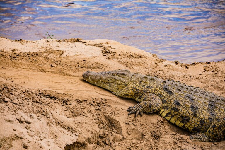 Crocodile Wildlife Animals Baskin Nairobi National Park Kenya East Africa