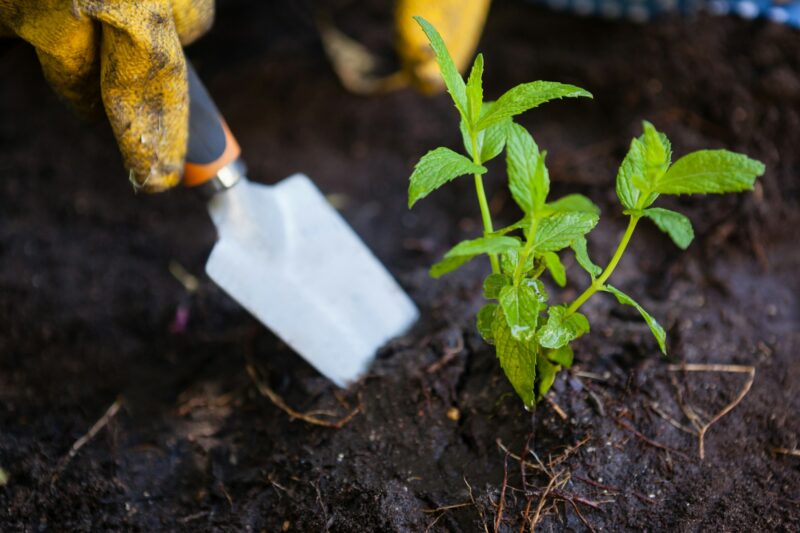 Cropped image of woman digging soil with trowel