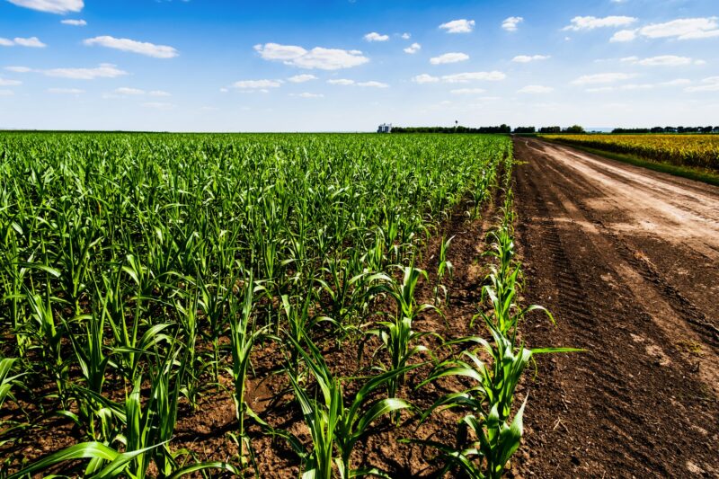 Cultivating corn