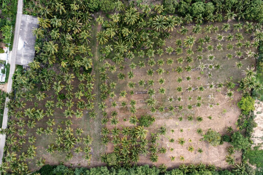 Cultivation of Coconut tree growing in plantation on tropical climate