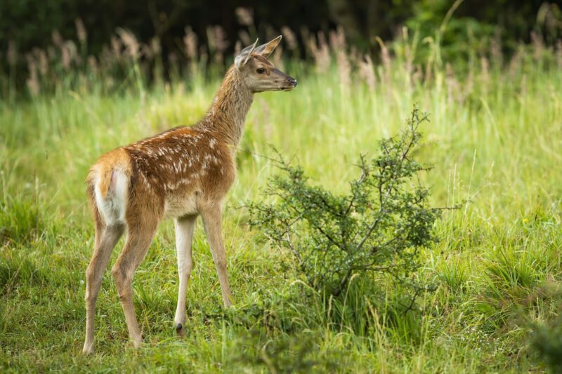 Curious red deer calf exploring green nature in summertime