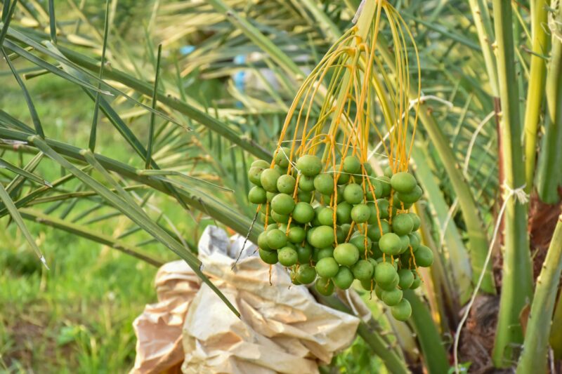 Date palm trees, tropical plants grown in Thailand. select and soft focus.