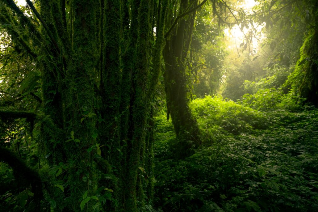 Dense dark green trees forest with moss on tree trunk. Forest ecosystem. Biodiversity of forest.