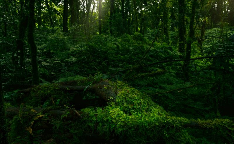 Dense dark green trees forest with rays of sunlight. Forest ecosystem. Biodiversity of the forest.