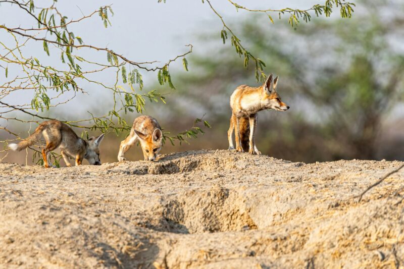Desert foxes in their natural habitat