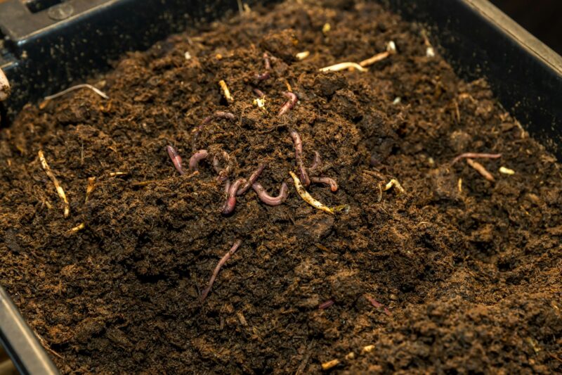 Earthworms on soil for organic fertilizer farming concept