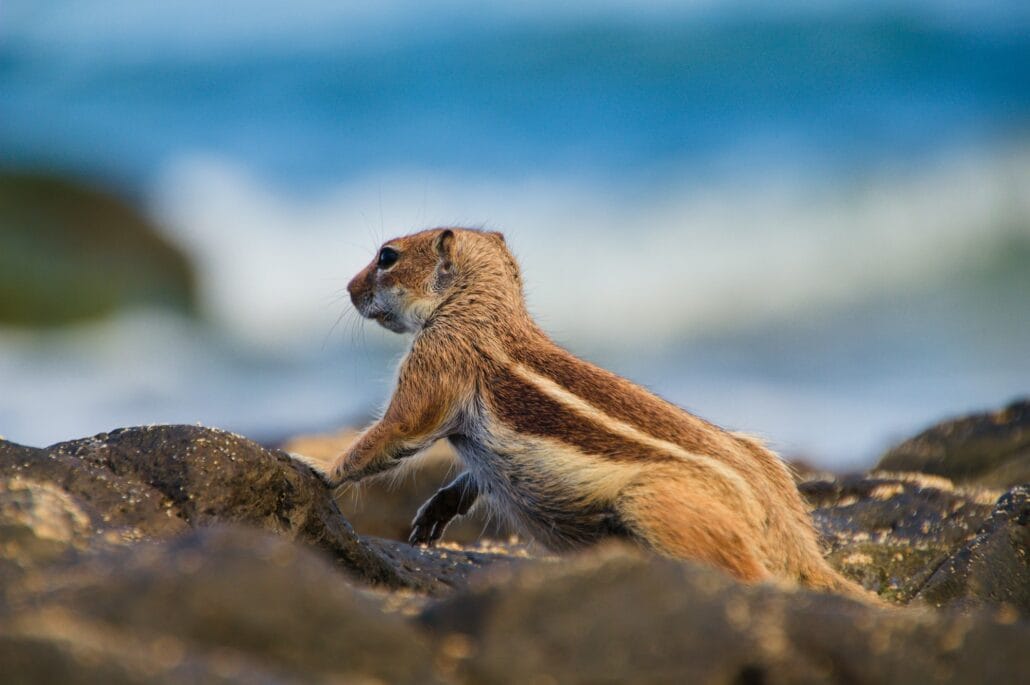 Eastern chipmunk (Tamias striatus) in the nature