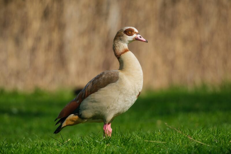 Egyptian goose. Birds in the wild. Flying and waterfowl species of birds.