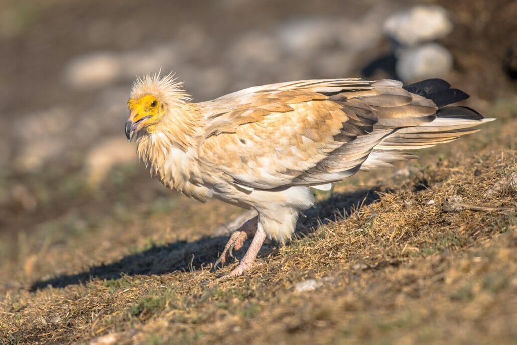 Egyptian vulture foraging