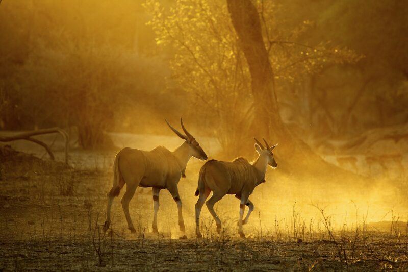 Eland (Taurotragus oryx) running at dawn, Mana Pools national park, Zimbabwe, Africa