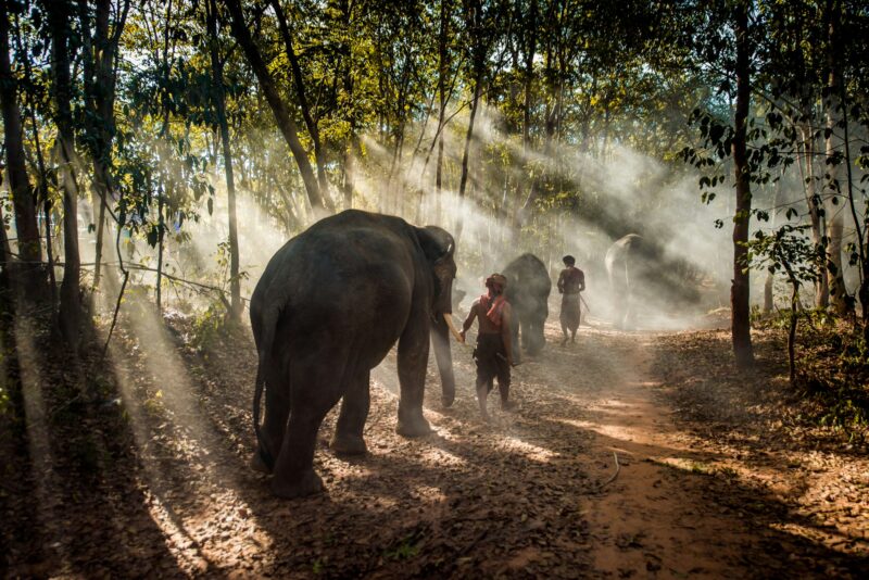 Elephant and farmers in Thailand