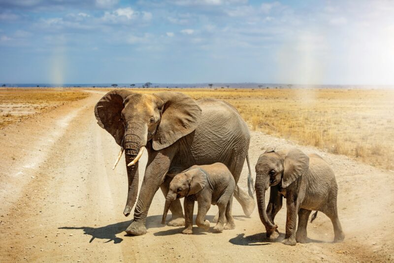 Elephant Family Crossing Road in Africa