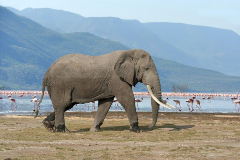 Elephant in National park of Kenya