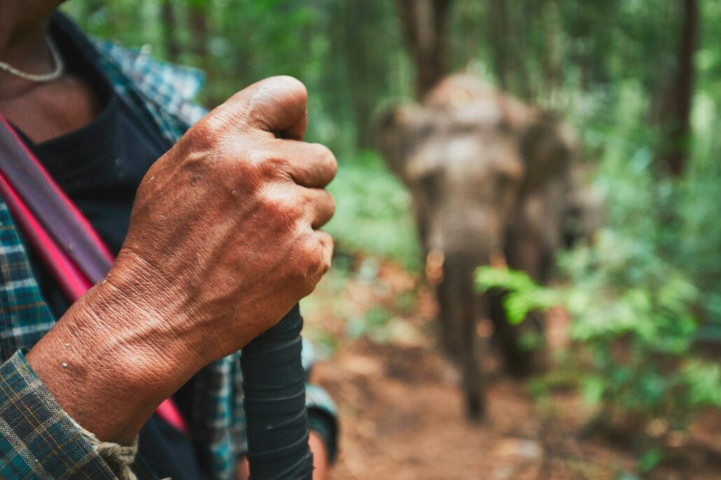 Elephant in tropical rainforest