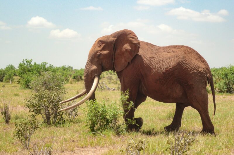 Elephant on the savanna at safari in Kenya, to see the big five