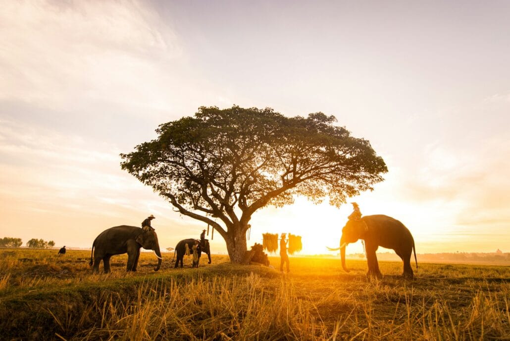 Elephants at sunrise in Thailand