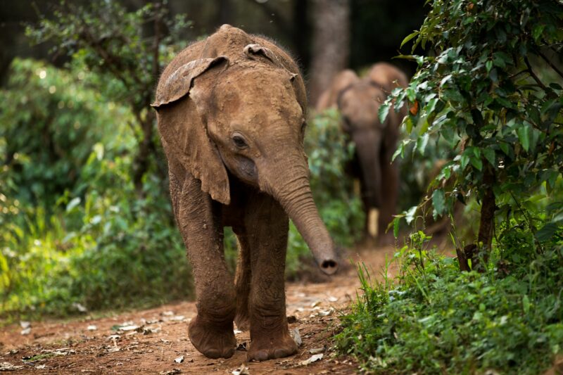 Elephants Wildlife Animals Big Five In Kenya East Africa Maasai Mara