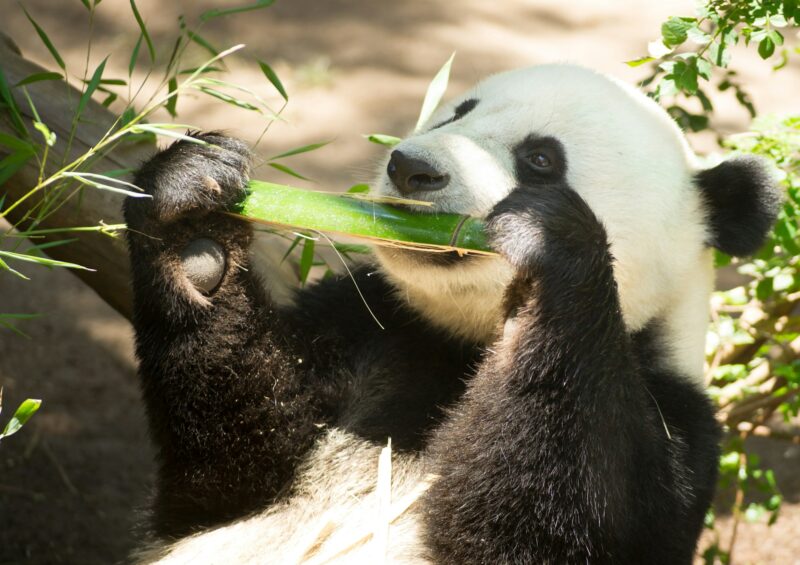 Endangered Animal Wildlife Giant Panda Eating Bamboo Stalk