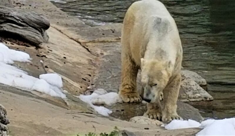 Endangered! Polar Bear Protected at a Zoo! NOMINATED!!