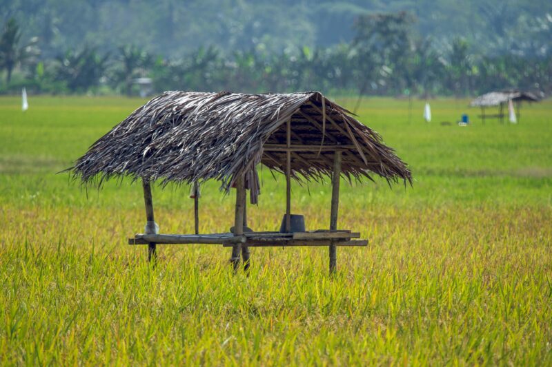 Equatorial hut with sago palm roof stands amidst a rice field, framed by lush trees.