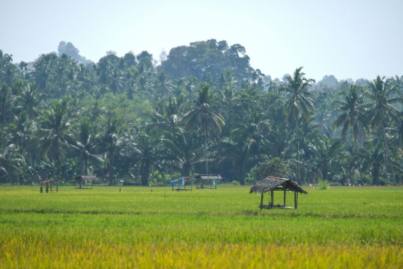 Equatorial hut with sago palm roof stands amidst a rice field, framed by lush trees.