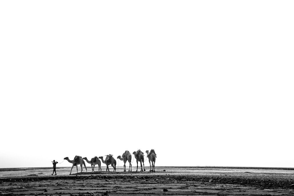 Ethiopian salt lake landscape where camels are used to transport salt. Camel caravan crossing