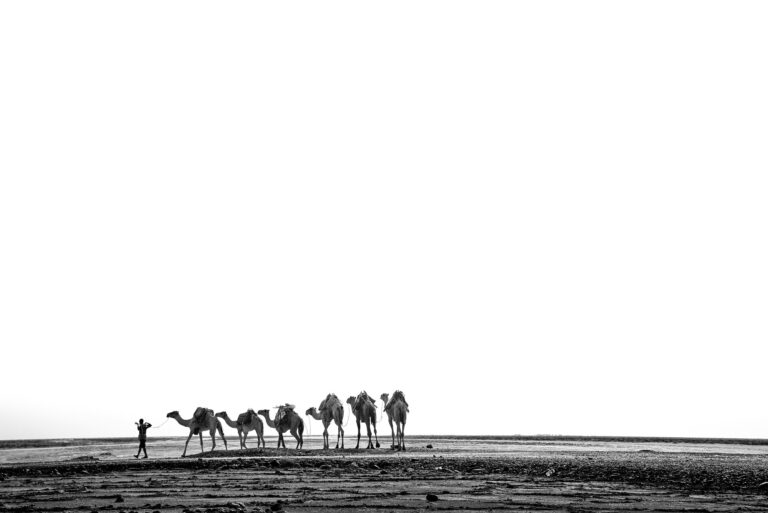 Ethiopian salt lake landscape where camels are used to transport salt. Camel caravan crossing
