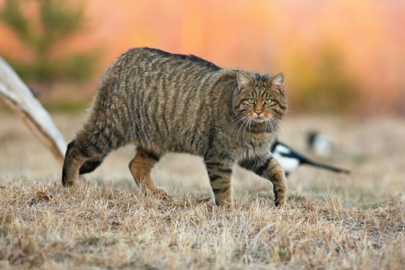 European wildcat walking on dry meadow in autumn nature