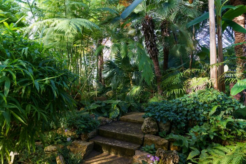 Evergreen botanical garden or greenhouse interior with exotic palm trees and tropical bushes plants