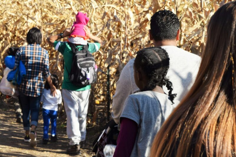 Families on an outing out in a cornfield