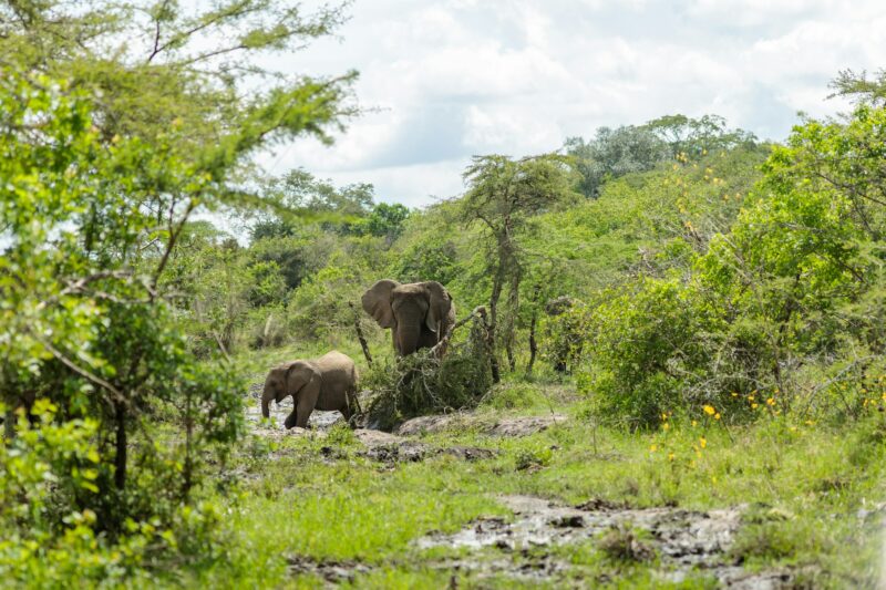 Family of elephants in elephant park in Africa