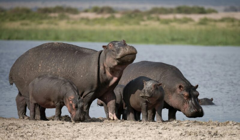 Family of Hippos