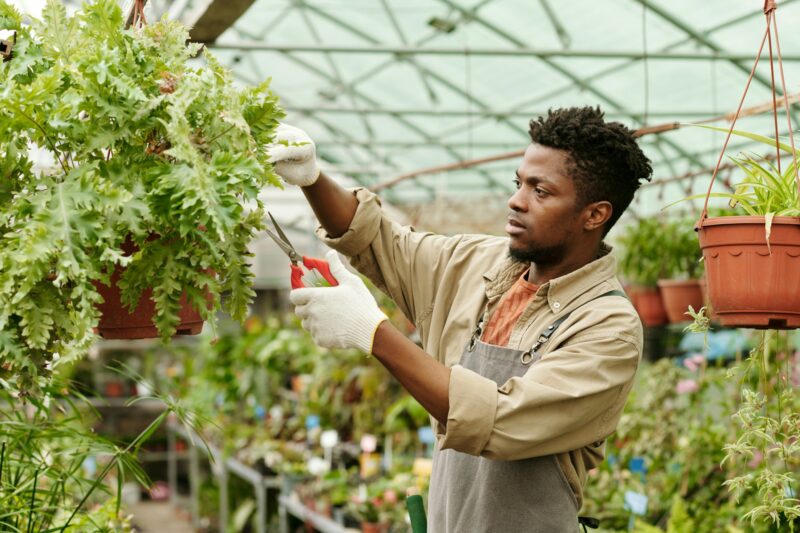 Farmer caring about plants in greenhouse