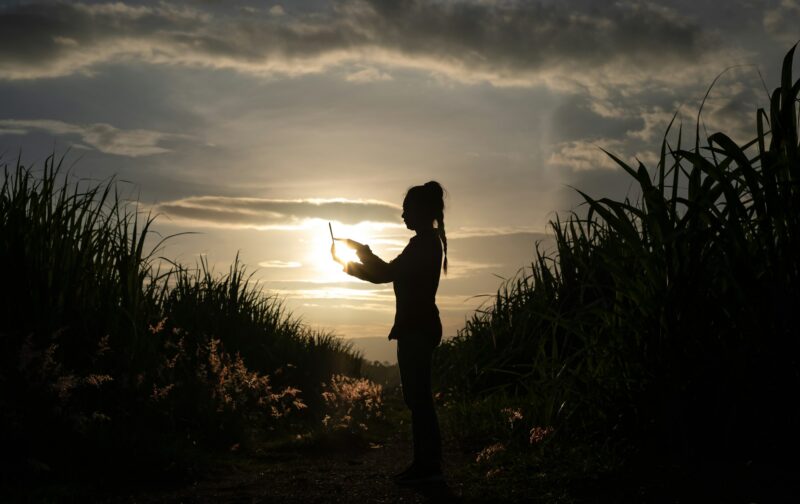 Farmer woman silhouette standing used a tablet in the sugar cane plantation