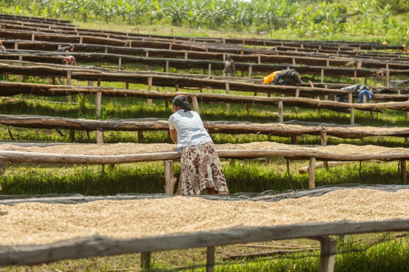 Female worker laying out coffee beans on a drying rack in a plantation outdoors