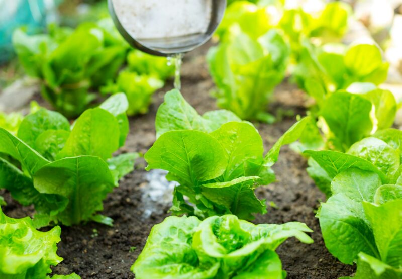 Fertilizer of lettuce field
