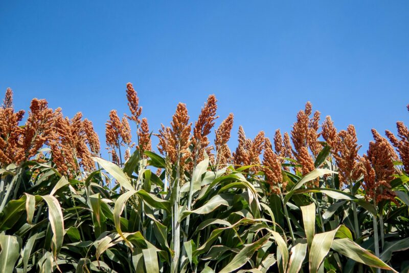 Field of stalks and seeds of sweet sorghum.