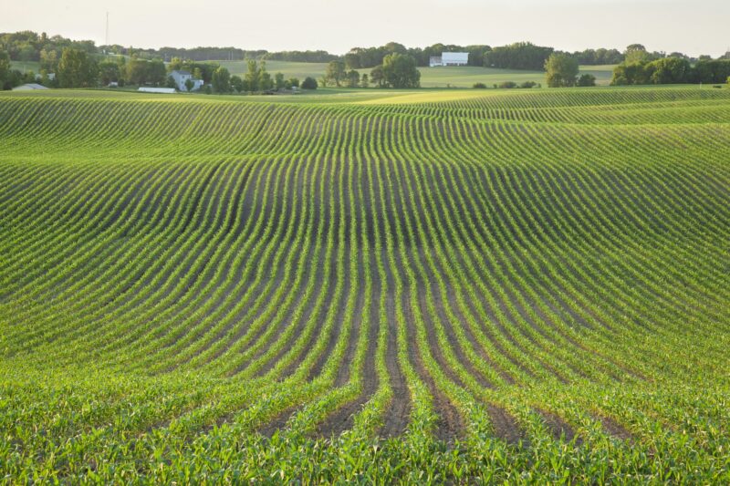 Field of young corn and farms on rolling hills at sunset on a spring day in central Minnesota