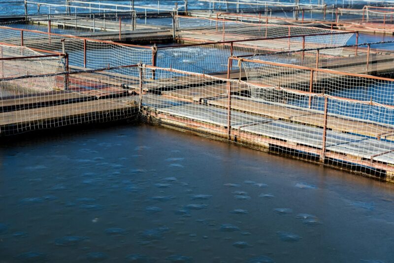 Fish farm for brooding sturgeons in Astrakhan, Russia