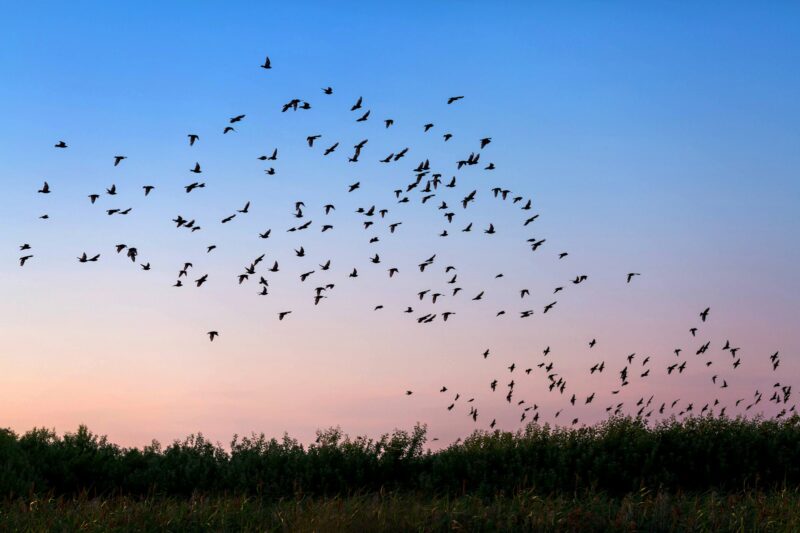 Flock of birds on the sunset sky