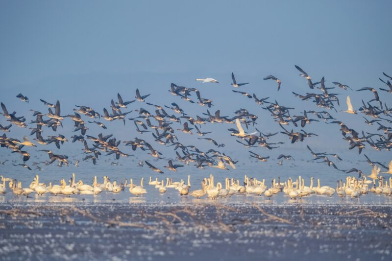 flock of migratory birds scene