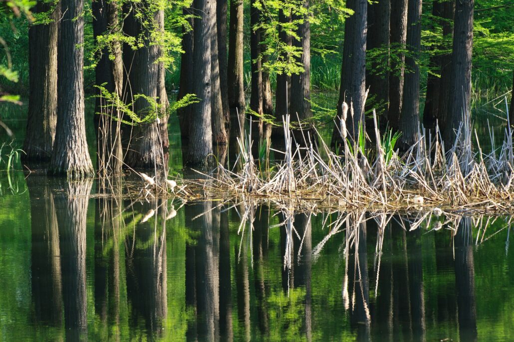 forest water