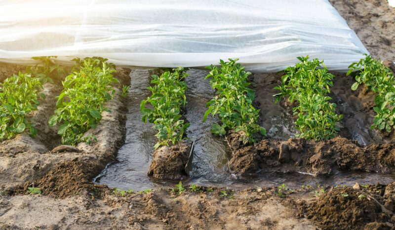 Furrow irrigation of potato plantation covered with spunbond agrofibre.