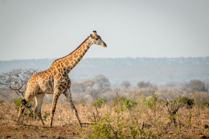 Giraffe walking in the bush