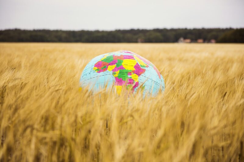 Globe in grain field