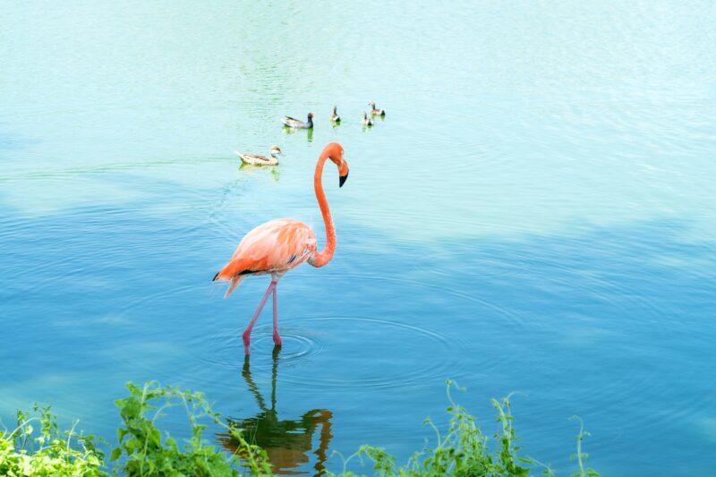 Graceful flamingo standing and ducks swimming in lake