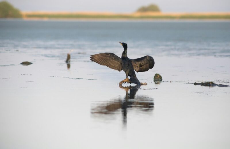 great cormorant bird in the delta